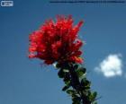 Красный цветок Окотильо